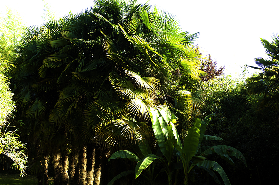 Bambousaie-04-900×598