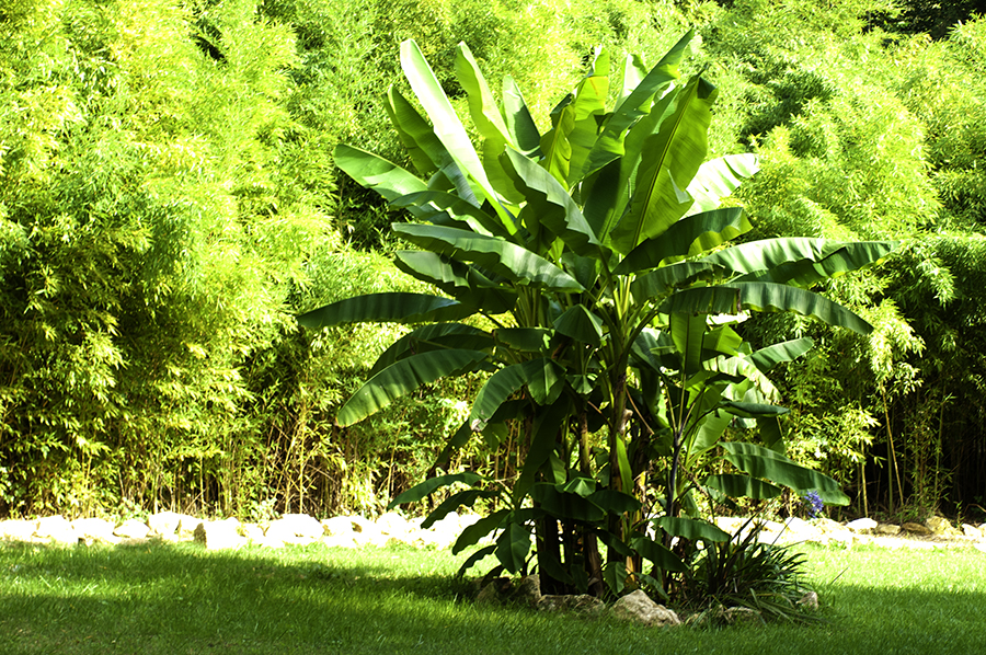 Bambousaie-09-900×598-02