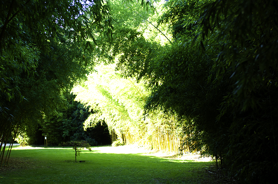 Bambousaie-11-900×598