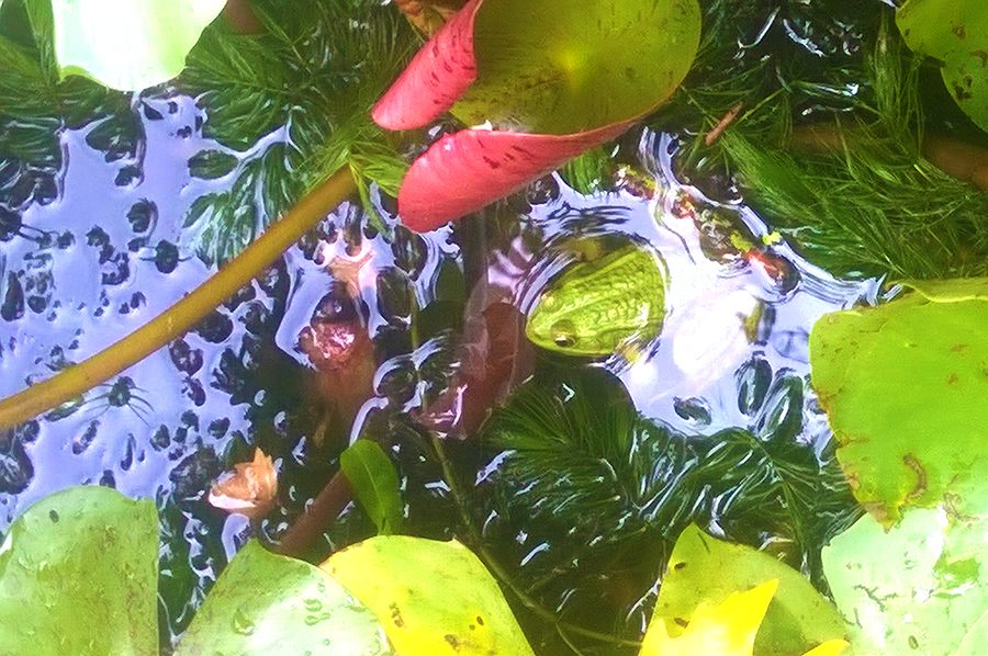 Bambousaie-25-900×598-02