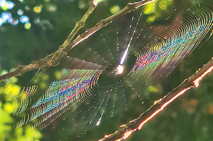 Bambousaie-30-900×598