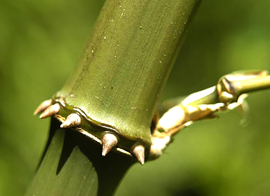 Chimonobambusa-quadrangularis 01-900×652