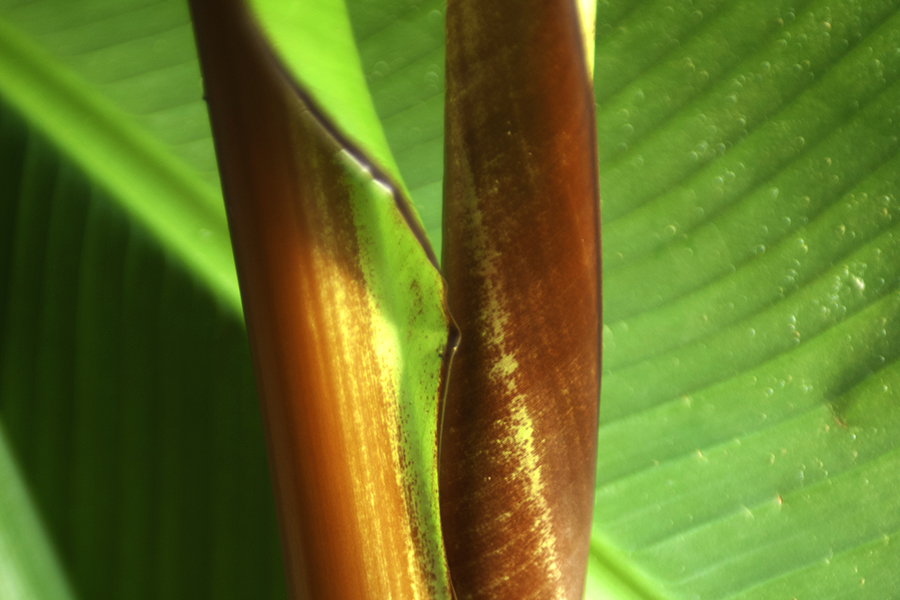 Ensete Maureli-03-900×598