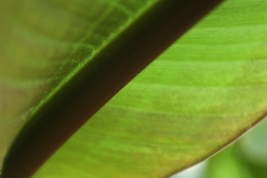 Ensete Ventricosum-03-900×598