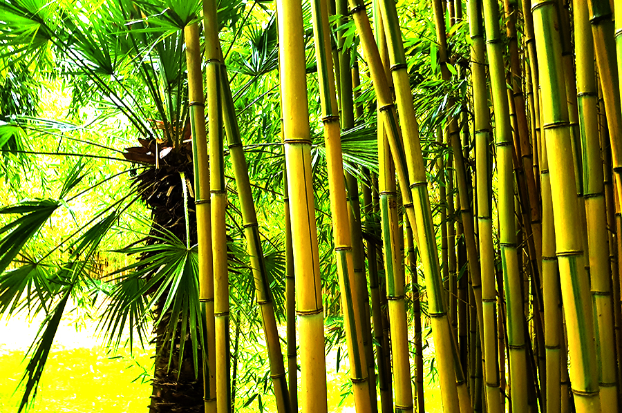 P-Aureosulcata-spec-900×598