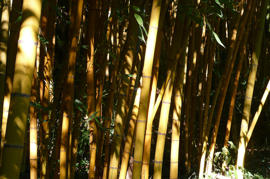 P.Bambusoide Holochrysa-01-900×598