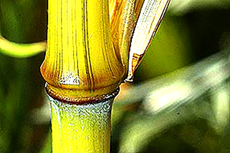 Phyllostachys aureosulcata Harbin-900×598