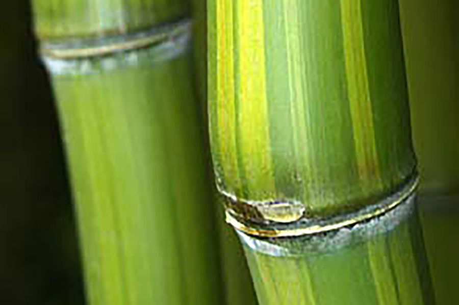Phyllostachys iridescens-900×598
