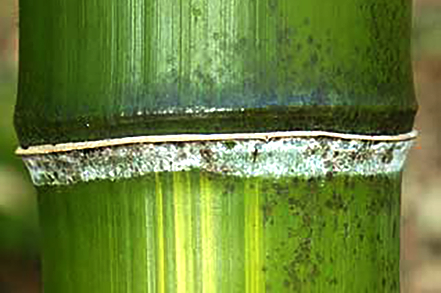 Phyllostachys vivax Huanwenzhu-900×598