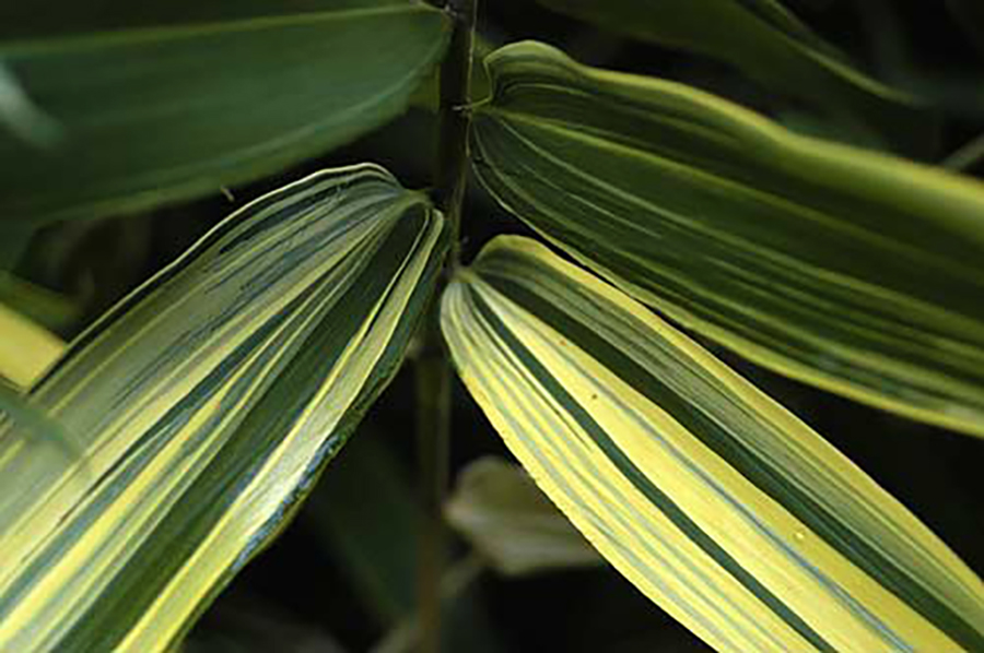 Sasaella glabra Albostriata-900×598